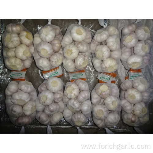 5.0cm Normal White Garlic